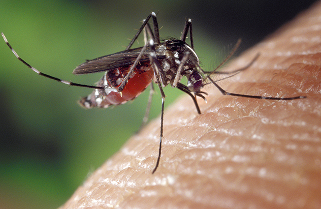 West Nile Virus, primi casi anche in Canavese: scattano i controlli nelle donazioni di sangue