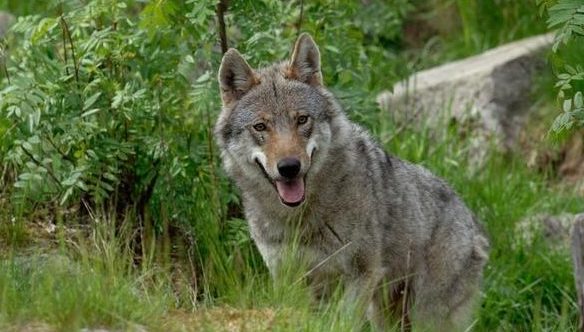 Nel Torinese torna l’allarme lupi: “Sempre più aggressivi e numerosi”. La denuncia di Coldiretti