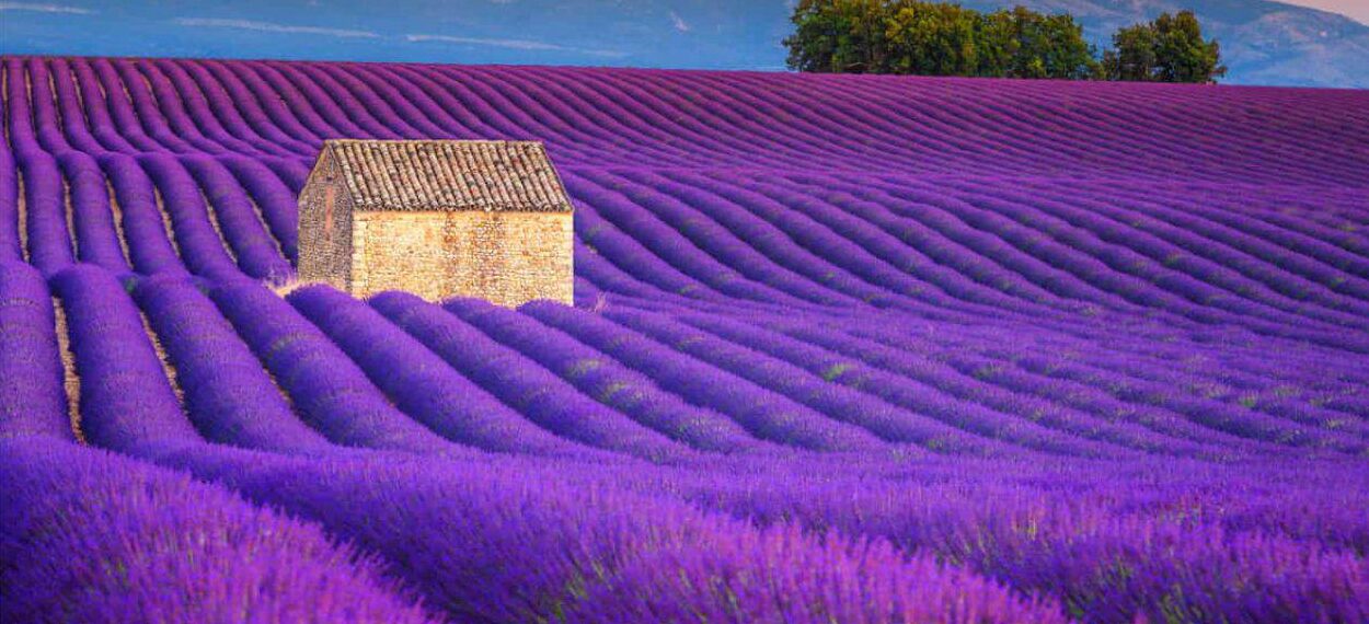 In Piemonte torna la magia della lavanda in fiore – Ecco i posti più belli dove ammirare lo spettacolo, alle porte della città