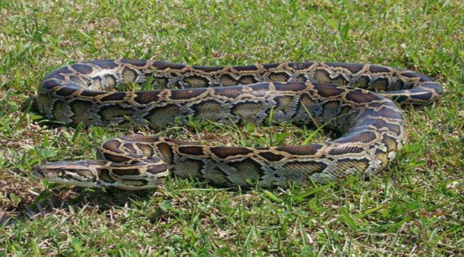 Torino – Trovato un Pitone reale vicino ad un’area giochi. L’allarme di una donna