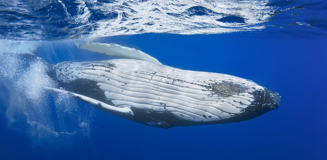A Milano la mostra sulle meraviglie degli oceani e degli abissi marini – Immagini spettacolari, per la prima volta a Milano INFO
