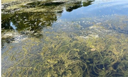 Torino – L’acqua del Po è tornata verde. Lo strano ‘fenomeno’ (che danneggia turismo e canottieri)