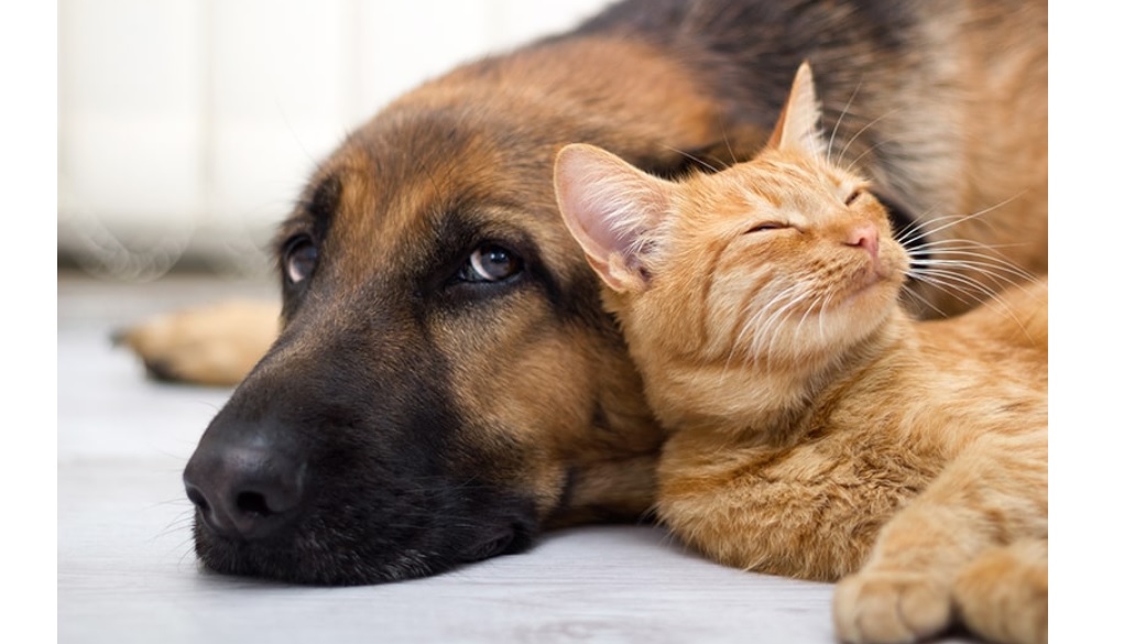 Pene più severe per chi maltratta gli animali – Uccidi un cane o un gatto? Rischi 3 anni di carcere e 60mila euro di multa