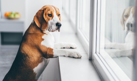 “Lasciare un cane da solo in casa per 6 ore è reato”, la legge in Svezia – “E’ maltrattamento”