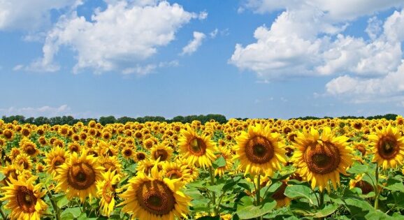Alle porte di Milano un mare di girasoli (raggiungibile anche in Metro) – Apre il grande campo, immerso nella natura INFO