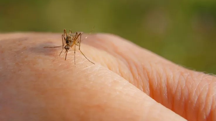 West Nile virus, altri due morti e nel Lazio aumento dei contagi