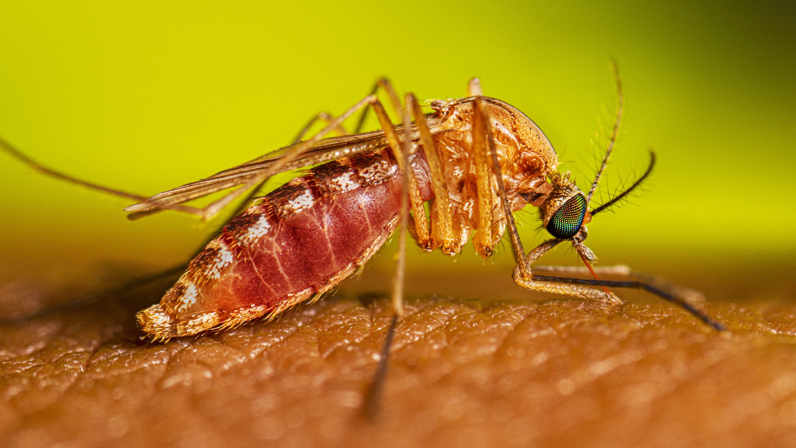 West Nile, focolaio a Latina: sette casi acclarati, una 82enne è morta