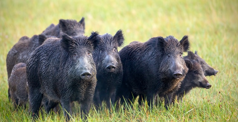 Torino – Branco di cinghiali avvistato nel parco a Mirafiori: aumentano le segnalazioni. L’allarme dei residenti