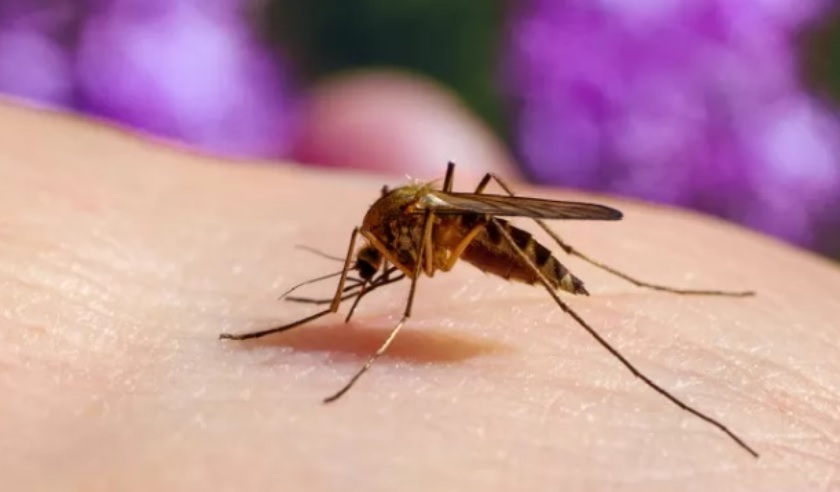 In Piemonte il primo caso di ‘West Nile’ – Donna in ospedale. Le sue condizioni