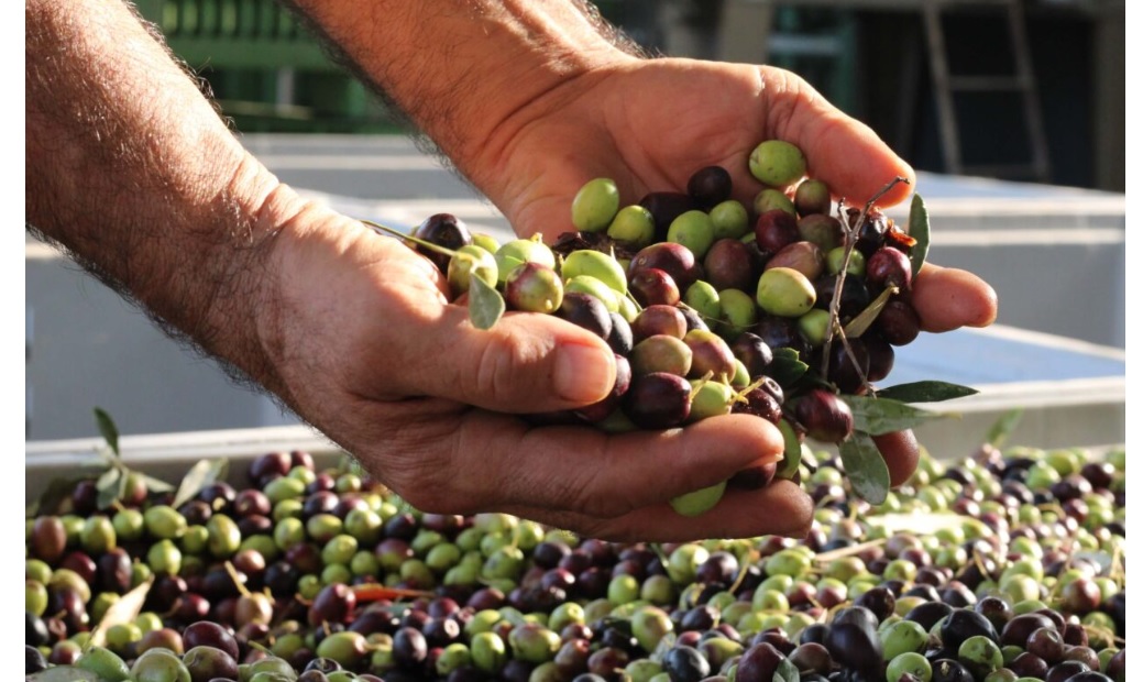 In Italia parte la raccolta delle Olive e si preannuncia un 2025 di successo: + 30% di produzione e più qualità