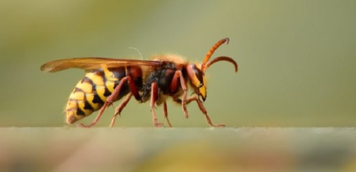 Torino – Calabroni attaccano i corridori della maratona a Venaria: in 30 vengono punti. Arriva l’ambulanza