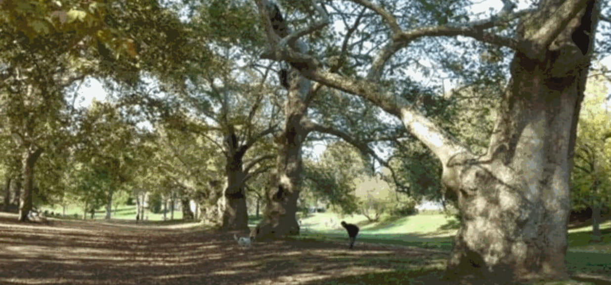 Clonazione dei platani a Villa Borghese: un progetto di conservazione unica