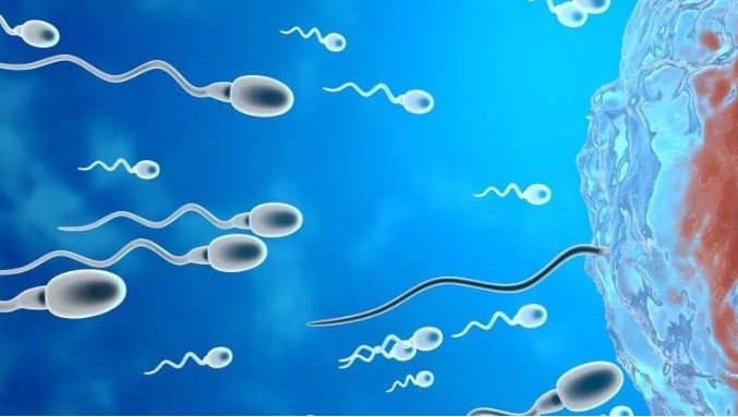 Un solo spermatozoo contiene 0,8 Giga di dati – Un’eiaculazione equivale a 32 milioni di film e 40 miliardi di canzoni