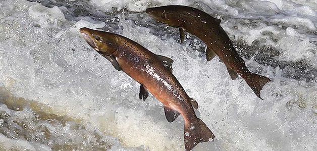 La cocaina nelle acque sta drogando i salmoni – Sono iperattivi e nuotano più lontano: lo studio