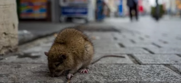Milano – Continua l’emergenza Topi in un quartiere della città: fitte colonie di roditori. Parte il maxi piano di pulizia