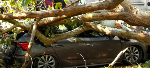 Paura a Milano: crolla un albero sulle auto, ferita una donna. In arrivo un altro forte temporale