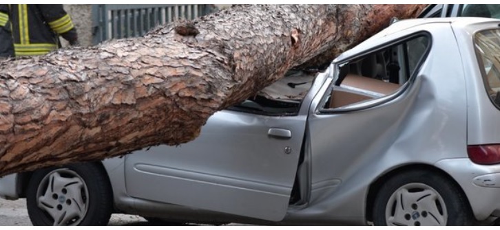 Milano – Paura in via Solari: crolla improvvisamente un albero e schiaccia un’auto. Cosa è successo
