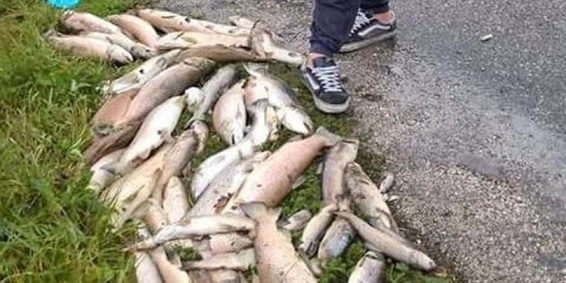 Torino – Strage di trote nel Canavese. La rabbia dei pescatori: «Trovate il colpevole». Cosa è successo